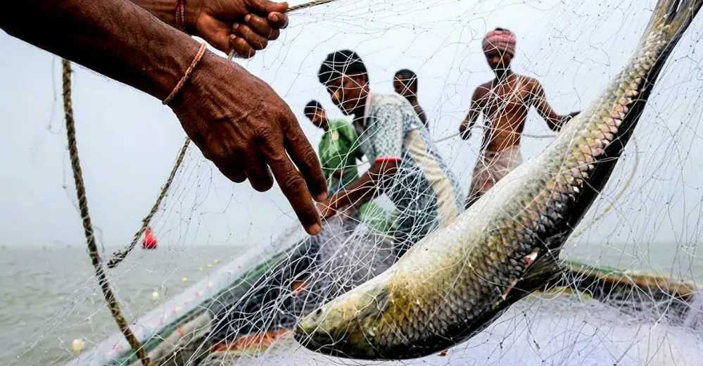 মা ইলিশ রক্ষায় কঠোর অবস্থানে চাঁদপুর প্রশাসন: কারাদণ্ড ও কার্ড বাতিল