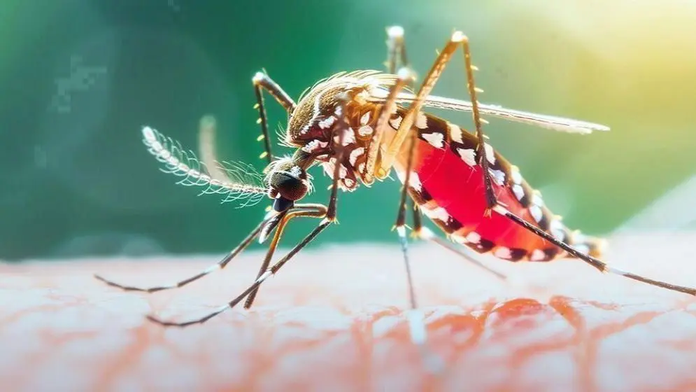 ২৪ ঘণ্টায় ডেঙ্গুতে ৬ মৃত্যু, হাসপাতালে ভর্তি ১,৫৯৩