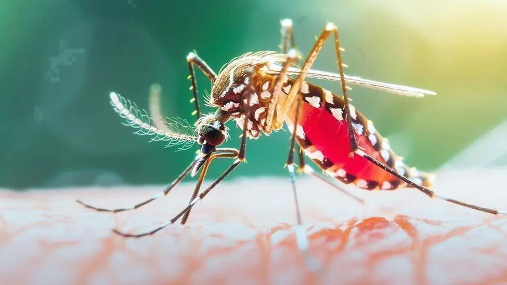 ডেঙ্গুতে আরও ৫ মৃত্যু, হাসপাতালে ভর্তি ১৪৮৪