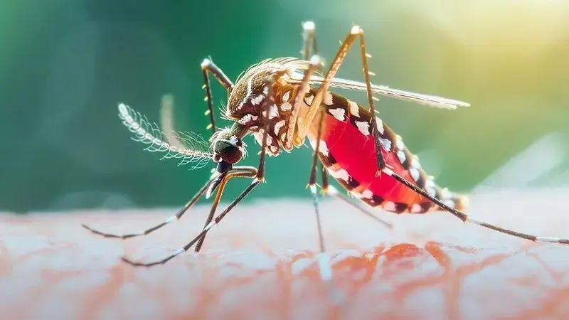ডেঙ্গুতে ২৪ ঘণ্টায় ৯ জনের মৃত্যু, হাসপাতালে ভর্তি ১,৯৮২