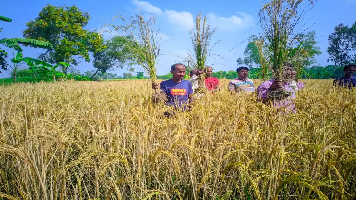 নওগাঁর ধামইরহাটে শত্রুতার জেরে রাসায়নিক স্প্রে করে জমির ধান পুড়িয়ে দেওয়ার অভিযোগ