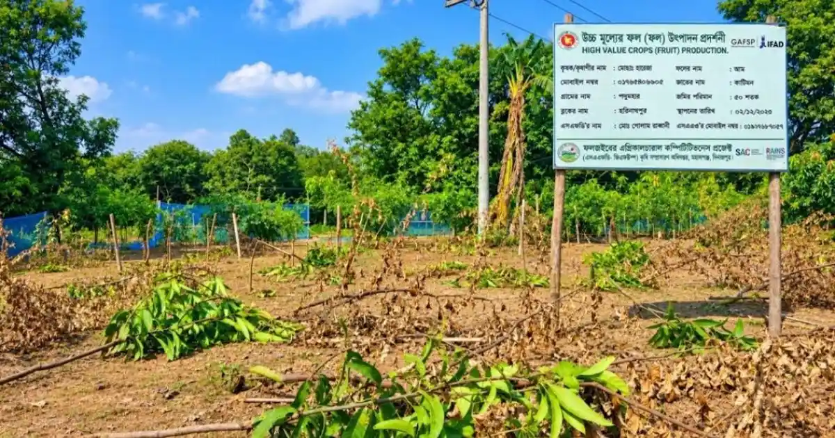 দিনাজপুরের নবাবগঞ্জে জমি নিয়ে বিরোধের জেরে ১০১টি গাছ কেটে বাগান ধ্বংসের অভিযোগ