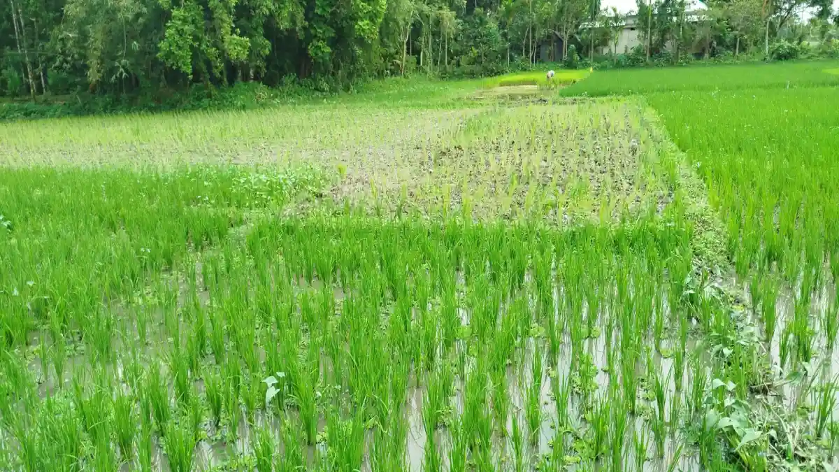 নেত্রকোনায় ধান নষ্ট করে জমি দখলের অভিযোগ