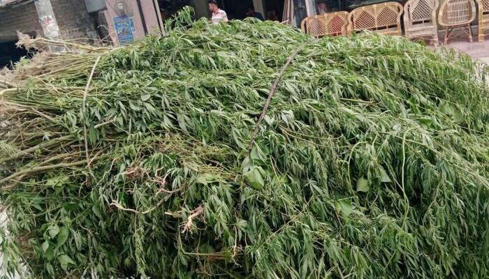 চাঁপাইনবাবগঞ্জে অভিযান চালিয়ে ৫ হাজারের বেশি ভাং গাছ উদ্ধার