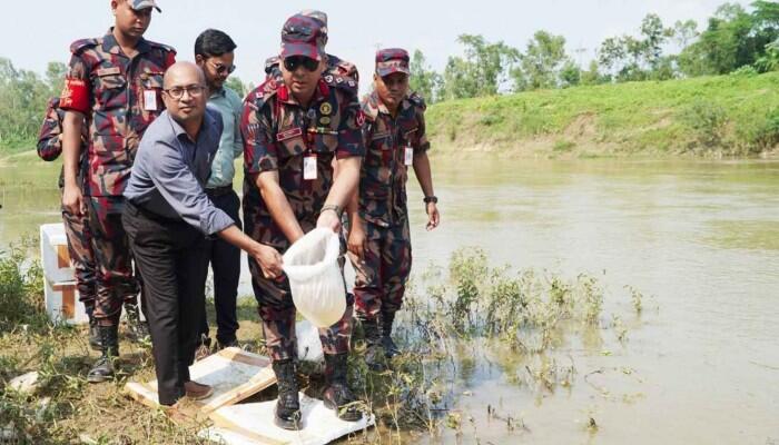 হবিগঞ্জে বিজিবির অভিযানে ২ কোটি টাকার ভারতীয় গলদা চিংড়ির রেণু পোনা জব্দ