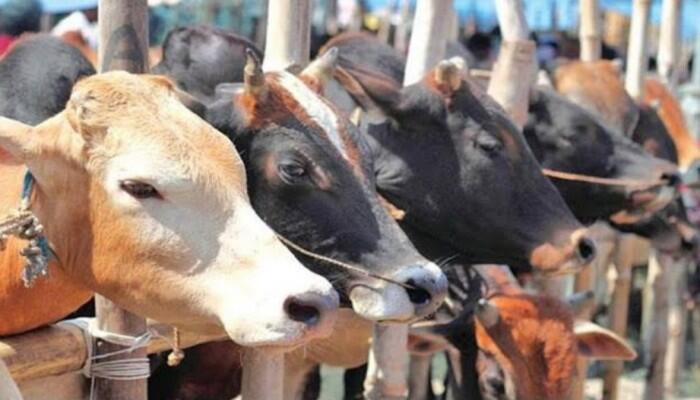 কুরবানী কি সুন্নাহ নাকি ওয়াজিব?