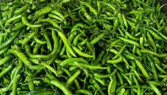 বৈরী আবহাওয়ায় মানিকগঞ্জে মরিচ চাষে ধস, ঋণগ্রস্ত কৃষকদের দুশ্চিন্তা