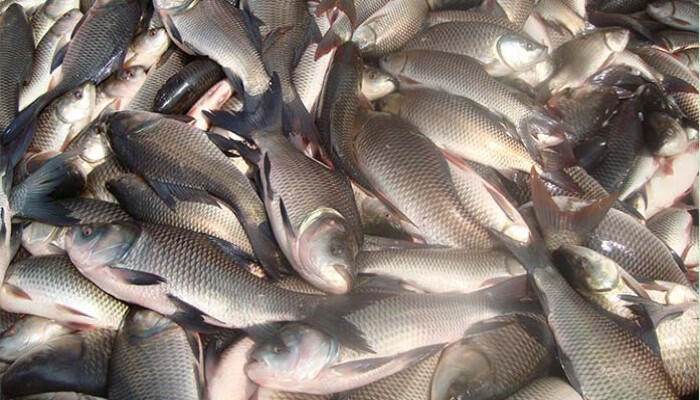 অচল নেত্রকোনার মৎস্যবীজ উৎপাদন খামার, বিপাকে চাষিরা