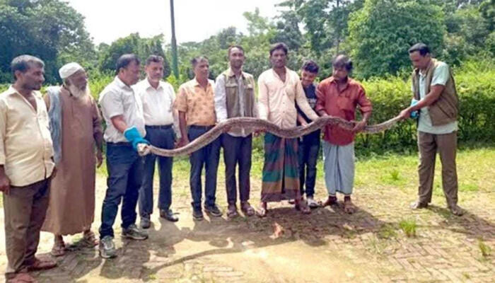 রামুতে লোকালয় থেকে ১৫ ফুট দীর্ঘ অজগর সাপ উদ্ধার