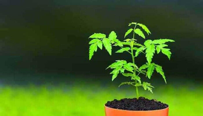 সাতক্ষীরায় শিক্ষার্থীদের মাঝে বিনামূল্যে গাছের চারা বিতরণ ও রোপণ কর্মসূচি