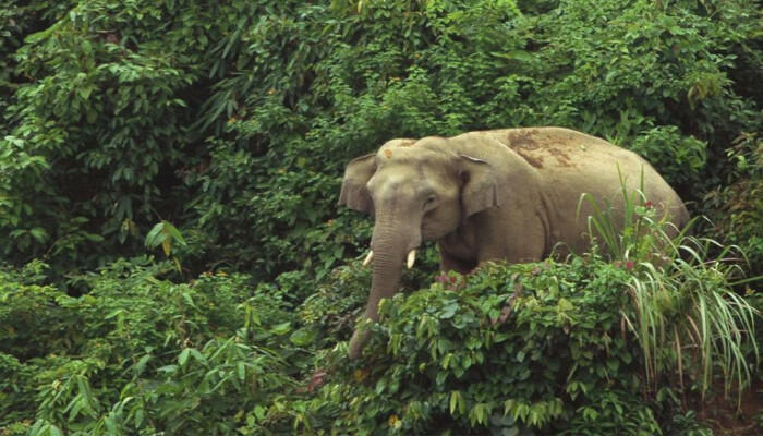 বান্দরবানে আহত হাতি চিকিৎসার সময় ১৫ জন বনকর্মী ও চিকিৎসক আহত