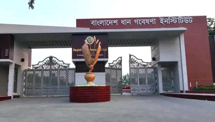 প্রতিকূল পরিবেশে টিকে থাকবে নতুন ছয় ধানের জাত, খাদ্য উৎপাদনে বড় পরিবর্তনের আশা