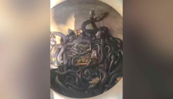 বসতঘরের মেঝের নিচে মিলল বিষধর পদ্মগোখরার ৩১টি বাচ্চা