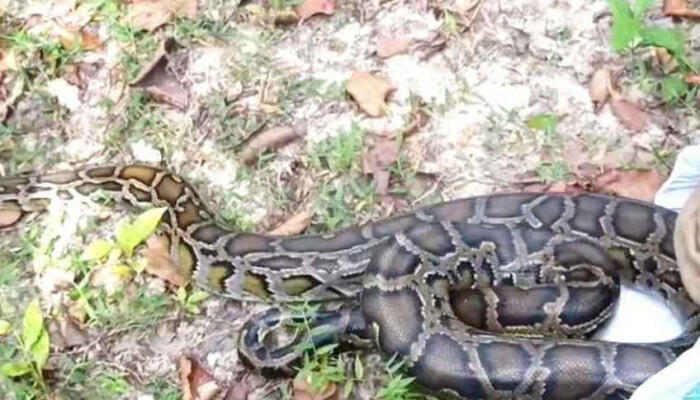কুমিল্লায় ১২ ফুট লম্বা অজগর উদ্ধার, নিরাপদে অবমুক্ত করল বন বিভাগ