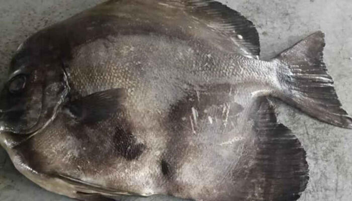 কুয়াকাটায় জেলের জালে ধরা পড়ল বিরল ‘লংফিন ব্যাট ফিশ’