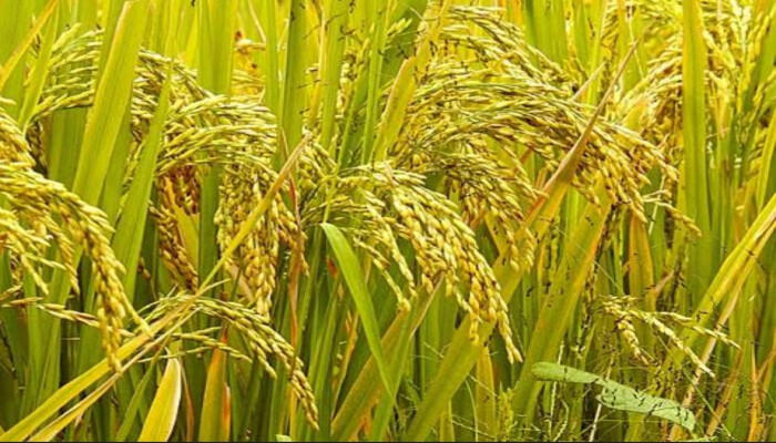 কক্সবাজারে ধানের বাম্পার ফলন