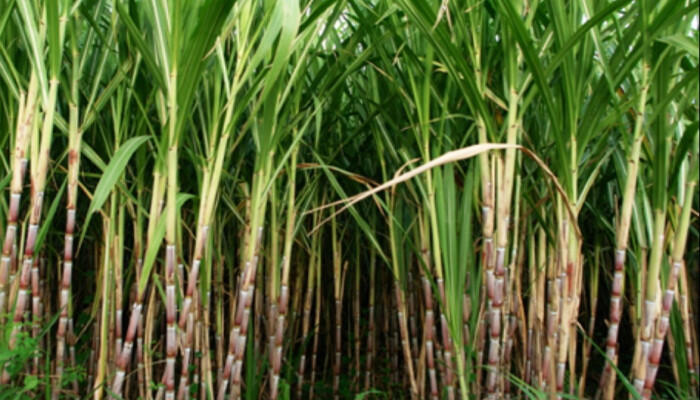 নারায়ণগঞ্জে আখ চাষে সফল হলেন কৃষকরা