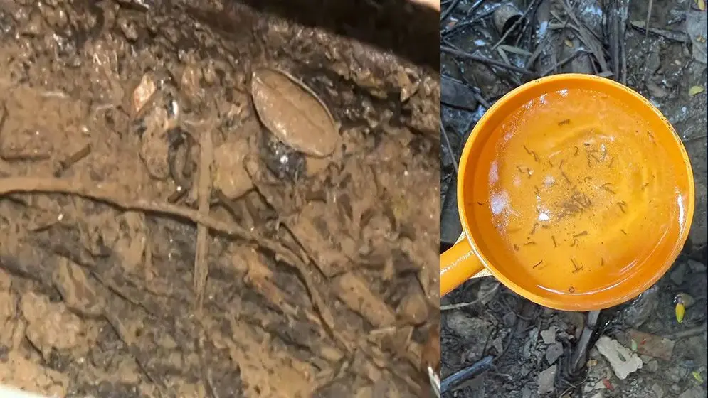 রাজারবাগে ডিএসসিসির অভিযানের পর মিলল এডিস মশার লার্ভা