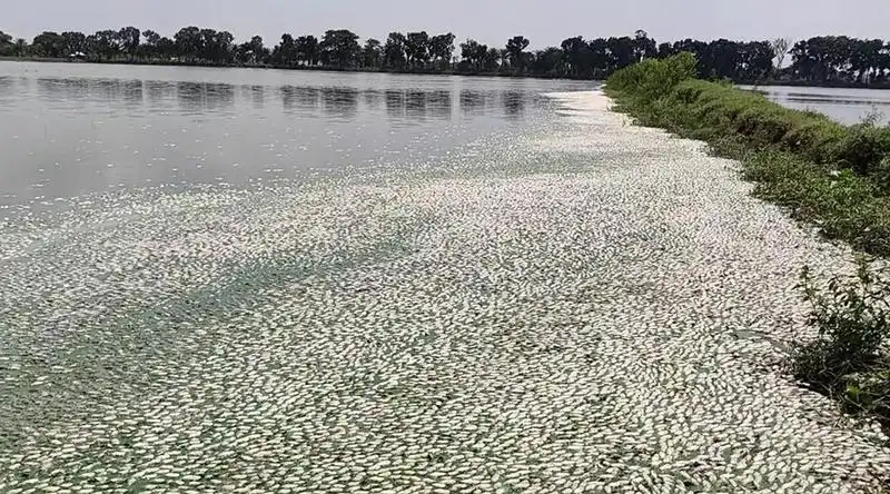 সোনামুখো বিলে লোডশেডিংয়ে প্রায় সাড়ে ১৫ কোটি টাকার মাছের মৃত্যু