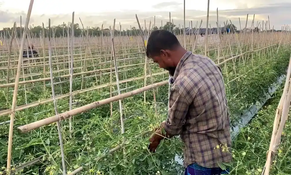 হিমাগার না থাকায় শ্রীমঙ্গল-কমলগঞ্জের কৃষকের ফসল নিয়ে বাড়ছে লোকসান